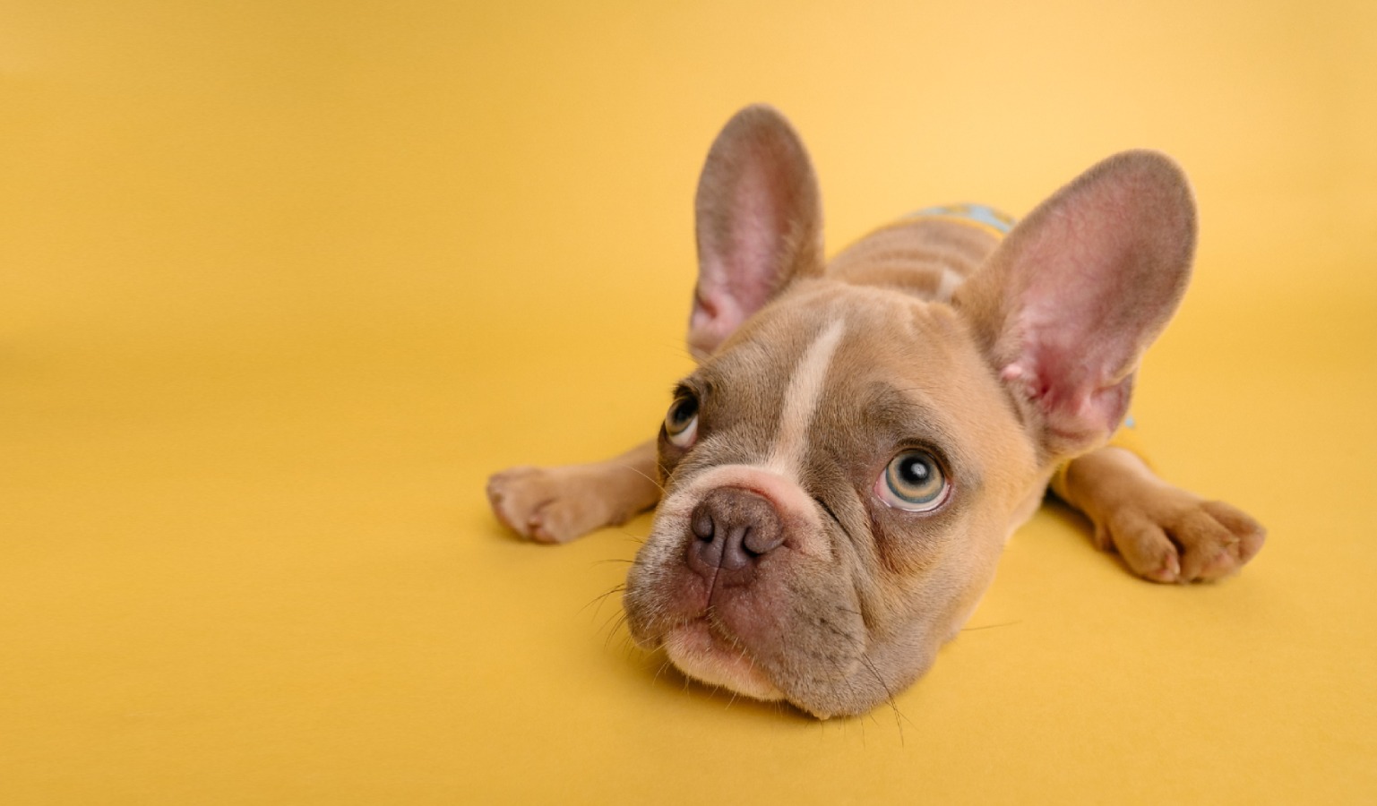 Dog Park Pet Relief Park Airport Dog Parks Custom Design